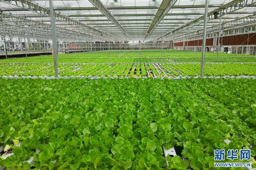 科技興漁 現(xiàn)代水產(chǎn)養(yǎng)殖技術(shù)激活梁平漁業(yè)一池春水